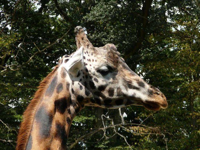 Žirafa Zoo Zlín